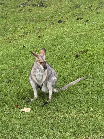 A female wallaby sits on green grass next to her pellets