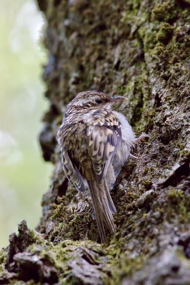 Fledgling Treecreeper