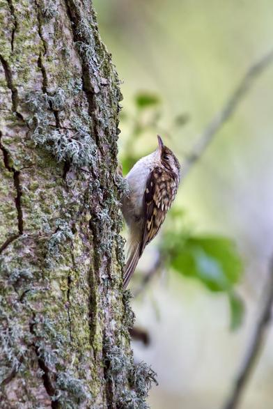 Fledgling Treecreeper