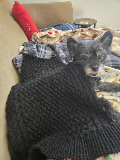 Lil black dog under the cabled front of a black sweater. The dog is lying on a plaid blanket on a green couch.