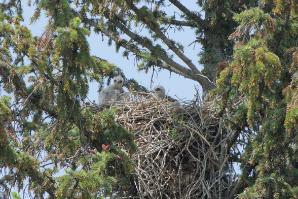 Messy, large red-tailed hawk nest with two babies peeking their heads out.  One is more visible with a puffy white body, staring directly at the camera, while the other is barely peeing out and looking off to the side