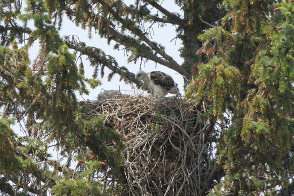Same nest, but the baby that was looking at the camera is laying down and just a bit of puff is visible, while the other is fully standing up and looking to the side, with their initial dark brown wing features just finishing coming in, with puffs of feathers still sticking out