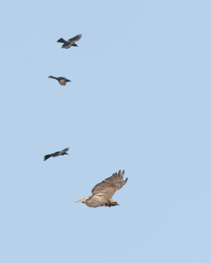 An adult red-tailed hawk flying to the side, with three grackles all vertically aligned just above and behind the hawk