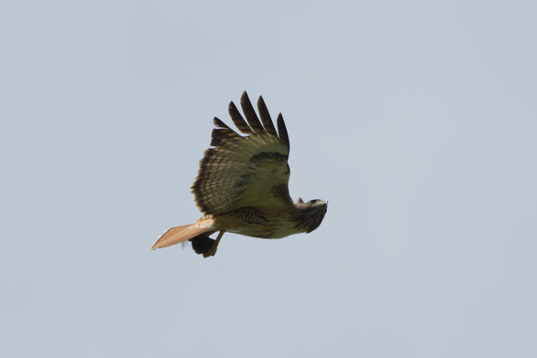 Red-tailed hawk flying and looking off to the side, with a small rodent in their talons