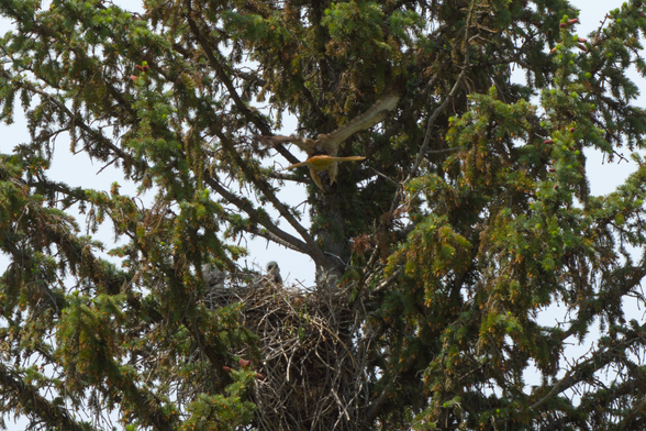 The hawk just landing in the nest, with a small rodent caught in their talons that are outstretched for landing, with the two babies looking expectantly