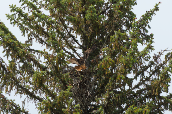 Hawk just after landing, with their wings still outstretched.  Their wings and tail are blocking most of the view of the nest