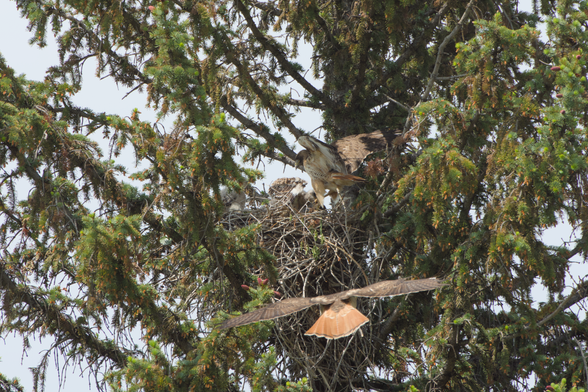 Immediately after previous photo, the one parent is just folding up their wings and the babies are excitedly about to dig in, with the other parent flying in from below