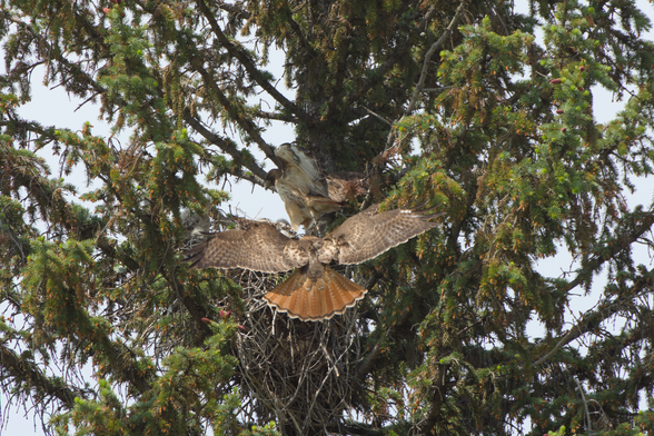 The other parent shooting upward to land on the side of the nest, with their wings and tail fully outstreteched
