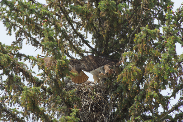 The parent landing across the other side of the nest, with the other parent and babies moving out of the way of their landing.  Their wing hit a branch of the pine tree causing small pinecones and pollen to fly through the air behind them