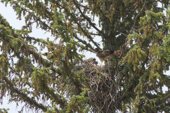 Both parents landed, perched on either side of the nest looking stern while the babies are excitedly eating.