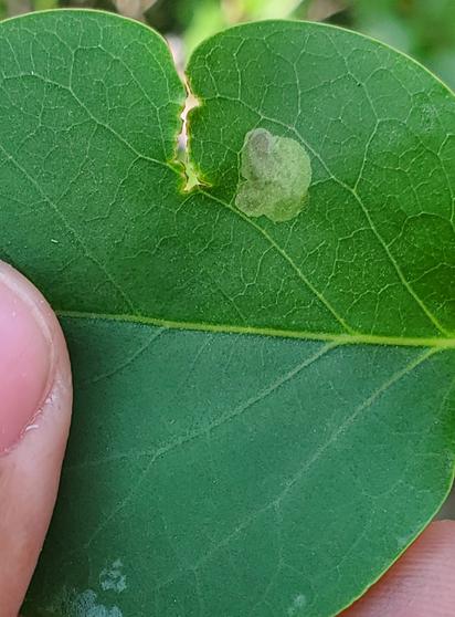 A blotchy mine on the leaf of a lilac.
