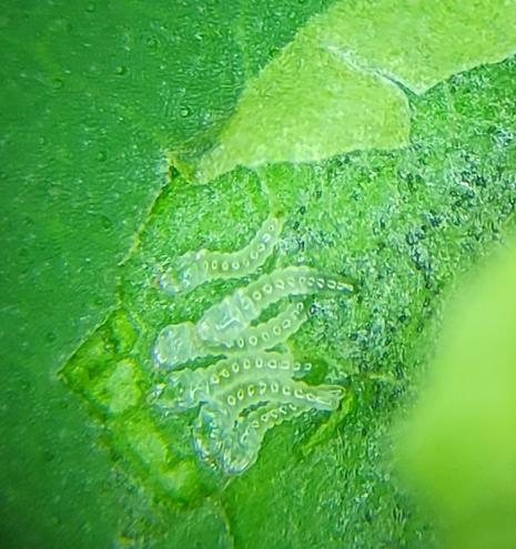 Six tiny transparent moth larvae feeding in the mine.