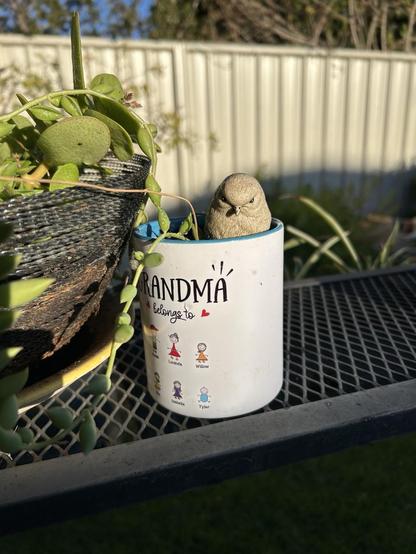 A white coffee mug with the word grandma in large letters at the top & a cartoon pictures of my 6 grandchildren. The mug has a tendril of my Chain of Tears plant in dirt I’ve placed in the mug with a tiny bird ornament holding it in place. The mug is on a mesh stand with another succulent filled container next to it.