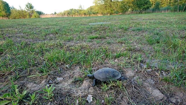 A European pond turtle on a wetland meadow digging a hole in the ground in which she will lay her eggs.