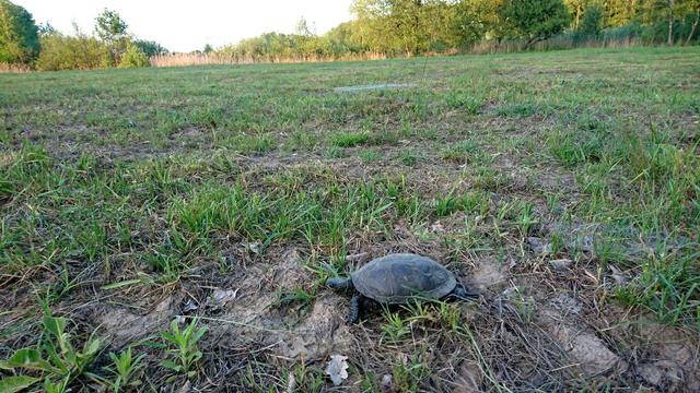 A European pond turtle on a wetland meadow digging a hole in the ground in which she will lay her eggs.
