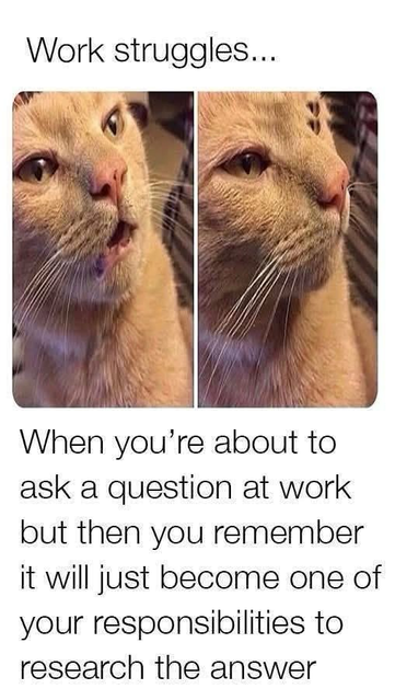 Work struggles... (Cat starting to meow then stops) When you're about to ask a question at work but then you remember it will just become one of your responsibilities to research the answer