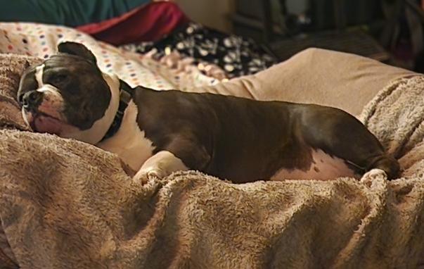 a brown and white American Bully dog laying on top of a pillow bed and blanket, on his side, with his head propped up on the edge of the pillow . he looks very relaxed