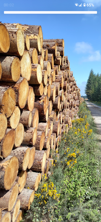 A view down a forest road. The left side is lined with spruce logs to the horizon, the cut ends visible  perpendicular to the road. The verge is lush green grass with occasional bright yellow flowers. Mature spruce trees line the right hand side of the road to the horizon and the road also continues to the vanishing point on the horizon. All four elements meet under a bright blue sky.