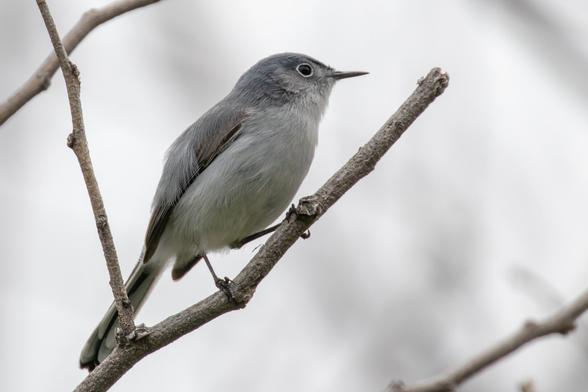 A Blue-gray Gnatcatcher bird perched on a tree branch in front of an overcast sky.