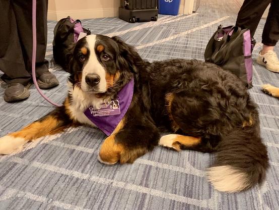 Bernese mountain dog with black, brown and white fur wears a purple bandanna and looks very patient