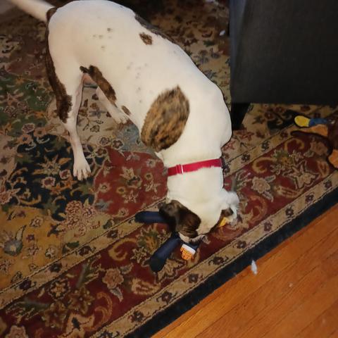 Most handsome dog in the world chewing on his Donald Trump toy to make it squeal.