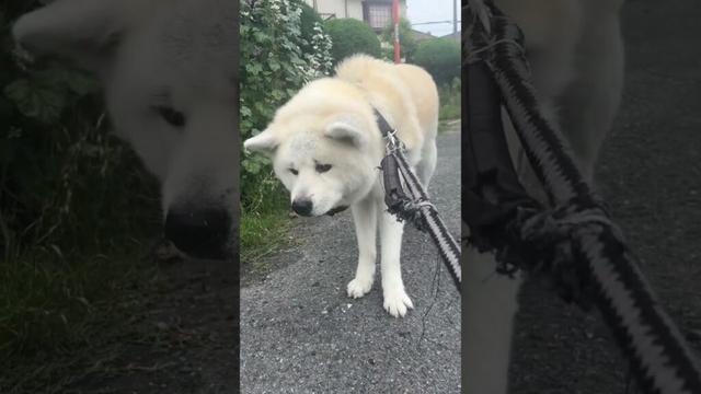 #akitainu 拾い食いしたくてイヤイヤする秋田犬