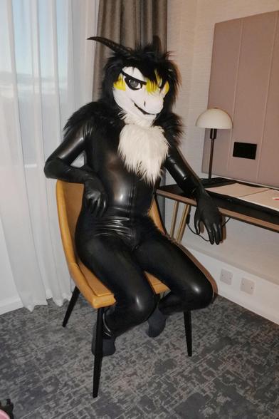 Fursuit photo - impromptu shot of a fluffy dragon wearing a polished black latex catsuit. He is sitting at the hotel room desk.