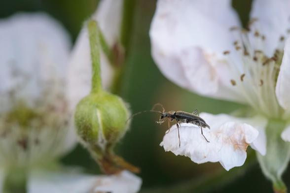 Dainty little brown longhorn beetle on a pink-white bramble petal.