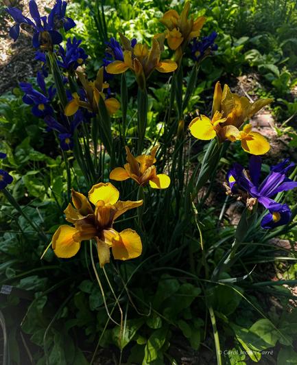 Some bronze and yellow crested iris splash out in front of some in shades of deep blue in the dappled sunlight along the community garden path.