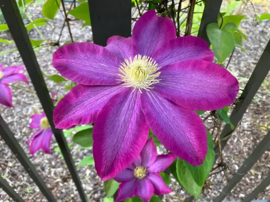 Clematis bloom by iron fence