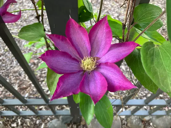 Clematis bloom by iron fence