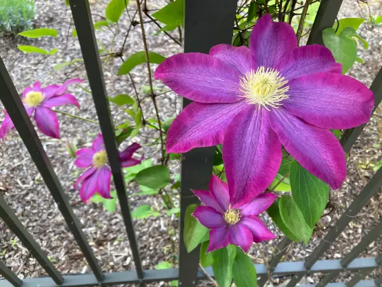Clematis blooms by the iron fence.