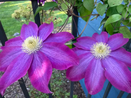 Two big clematis blooms by the iron fence.