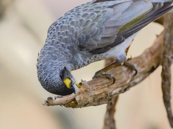 A Noisy Miner, standing on a small branch, with its beak stuck in an opening at the end of the branch. The bird is looking for food or insects inside the branch
