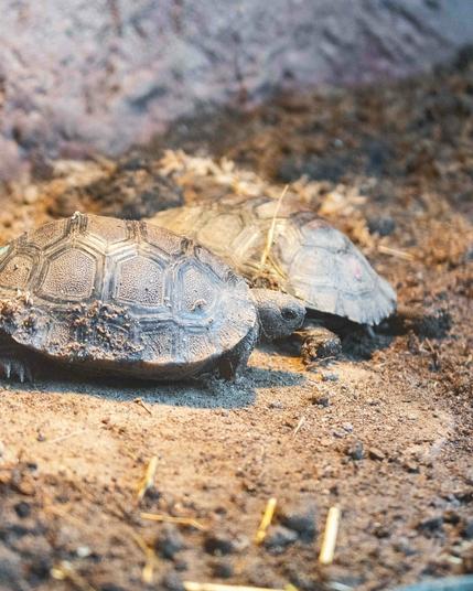 In the image, there are two turtles resting on the ground. One turtle is positioned towards the left side of the image, while the other turtle is on the right side. Both turtles have a brown color, and their shells are covered in black markings. They appear to be sitting in a shallow pool of water, which is nestled within a pile of dirt. There are also several sticks scattered around the turtles, adding to the naturalistic setting of the scene.