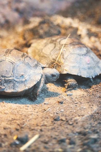A small brown and white turtle is captured in a moment of quiet reflection, with its head slightly lowered. It is resting on a bed of sand and is nestled near a small pile of rocks. In the background, another turtle can be seen, though its presence is not as prominent as the first.