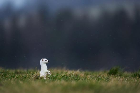 ermine standing in wild grass with gray night sky and falling rain in background