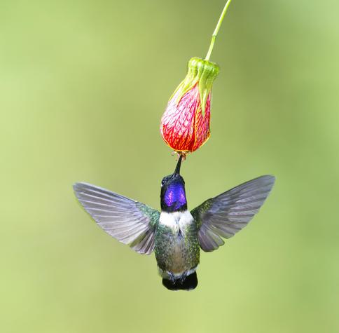Against a blurred out green garden hangs a Chinese lantern flower. A hummingbird has approached the flower in the direction of the viewer and is now hovering to drink from the flower with wide open wings so that the entire underside of the bird faces the viewer. The throat gorget is flashing a brilliant purple. This is the Amethyst-throated Sunangel in the gardens of Owlet Lodge in Peru. Photo by Peachfront. November 2024.