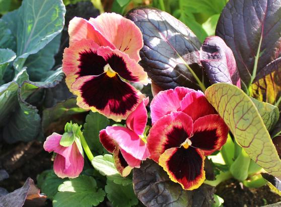 Rose colored pansy blooms with maroon and yellow centers nexr to purple and green foliage in a mix of sun and shade.