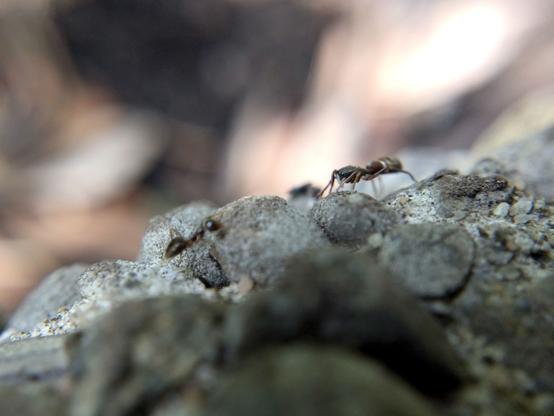 The spider begins to slowly back away from the ant.