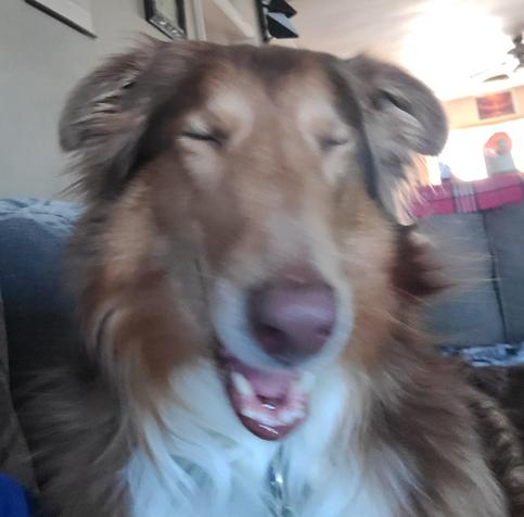Tashi takes a selfie, but blinks.  Out takes from the "Tashi takes a selfie series that is my retirement plan along with his Lassie remake royalties.   A gold and white Collie dog takes a selfie from a couch, but blinks ruining his chance at super stardom.