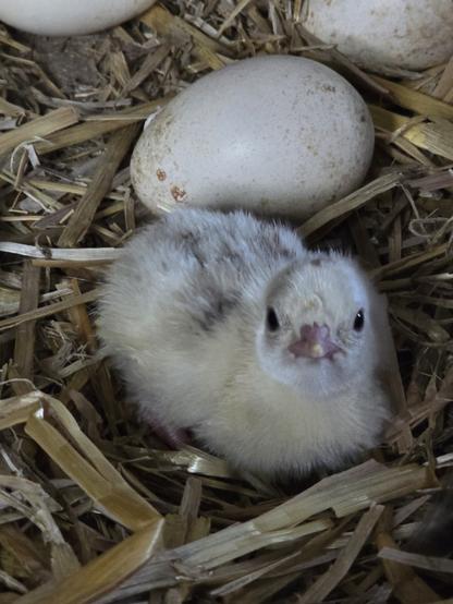 A newborn turkey chick is sitting in straw. It has dark eyes, and is looking up at us. Behind it lay 3 eggs.