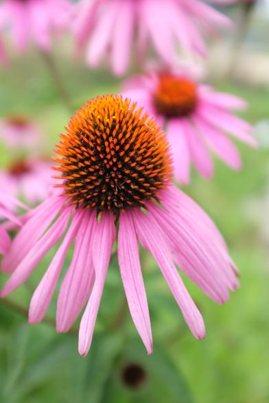 Purple coneflower fills most of the frame with more out of focus coneflowers in the background