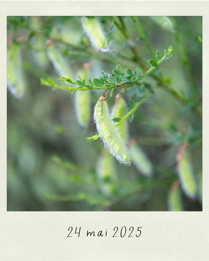 des cosses de genêt toutes jeunes et vert clair