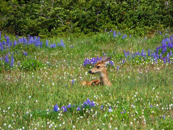 a deer sitting in a field of wildflowers