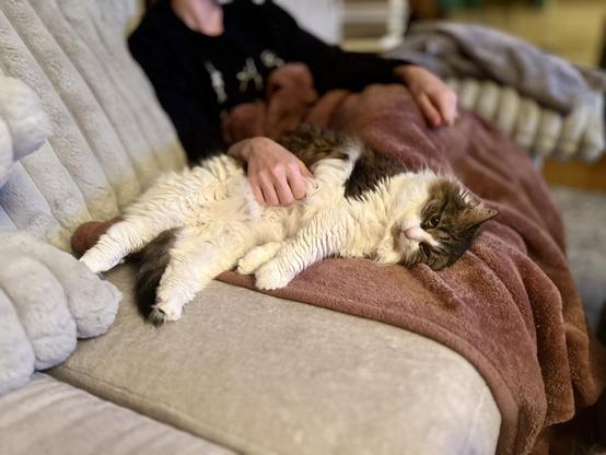 A person sits on a couch, gently petting a relaxed cat lying on a soft blanket. The cat has a fluffy coat with a mix of colors, appearing content and at ease.