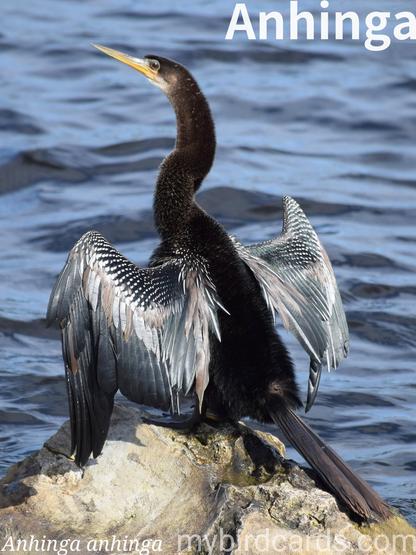 🌎 Anhinga (Anhinga anhinga) 

The anhinga, also known as snakebird, or American darter, is a large, dark water bird. Males are glossy greenish-black with silver-white streaking on the wings and back, while females have a paler, tan head and neck. It boasts a long, slender, pointed bill and a long, fan-shaped tail. Anhingas are found in the warmer parts of the Americas, from the southeastern U.S. south through Mexico, Central America, and much of South America. They prefer freshwater habitats like swamps, marshes, and slow-moving rivers, where they can find perches and open water. They are known as "snakebirds" due to their habit of swimming with only their head and S-shaped neck above water, they spear fish with their sharp bills. Their feathers are less waterproof than other waterbirds, so they often perch with wings outstretched to dry in the sun. They soar gracefully on thermals and typically nest colonially. 2.5 Flash (Edited)

Conservation status: Least Concern (IUCN 3.1)

📷: Photo by JimDegerstrom https://pixabay.com/photos/anhinga-wings-drying-bird-2501457/

QFEE