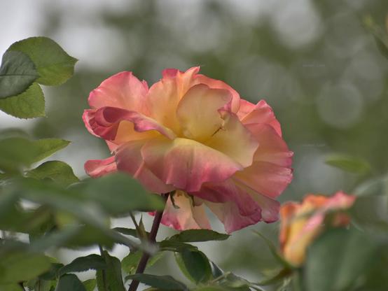 Rose, closeup, color, photo