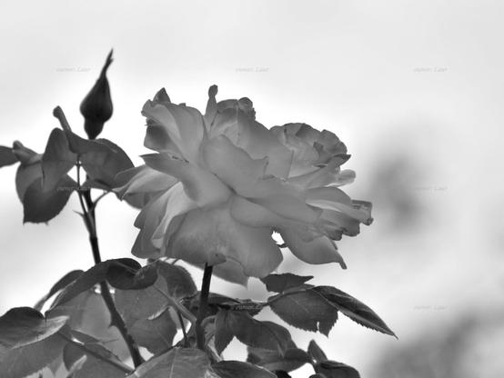Rose, closeup, black and white, photo