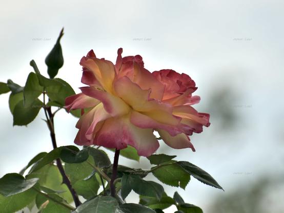 Rose, closeup, color, photo